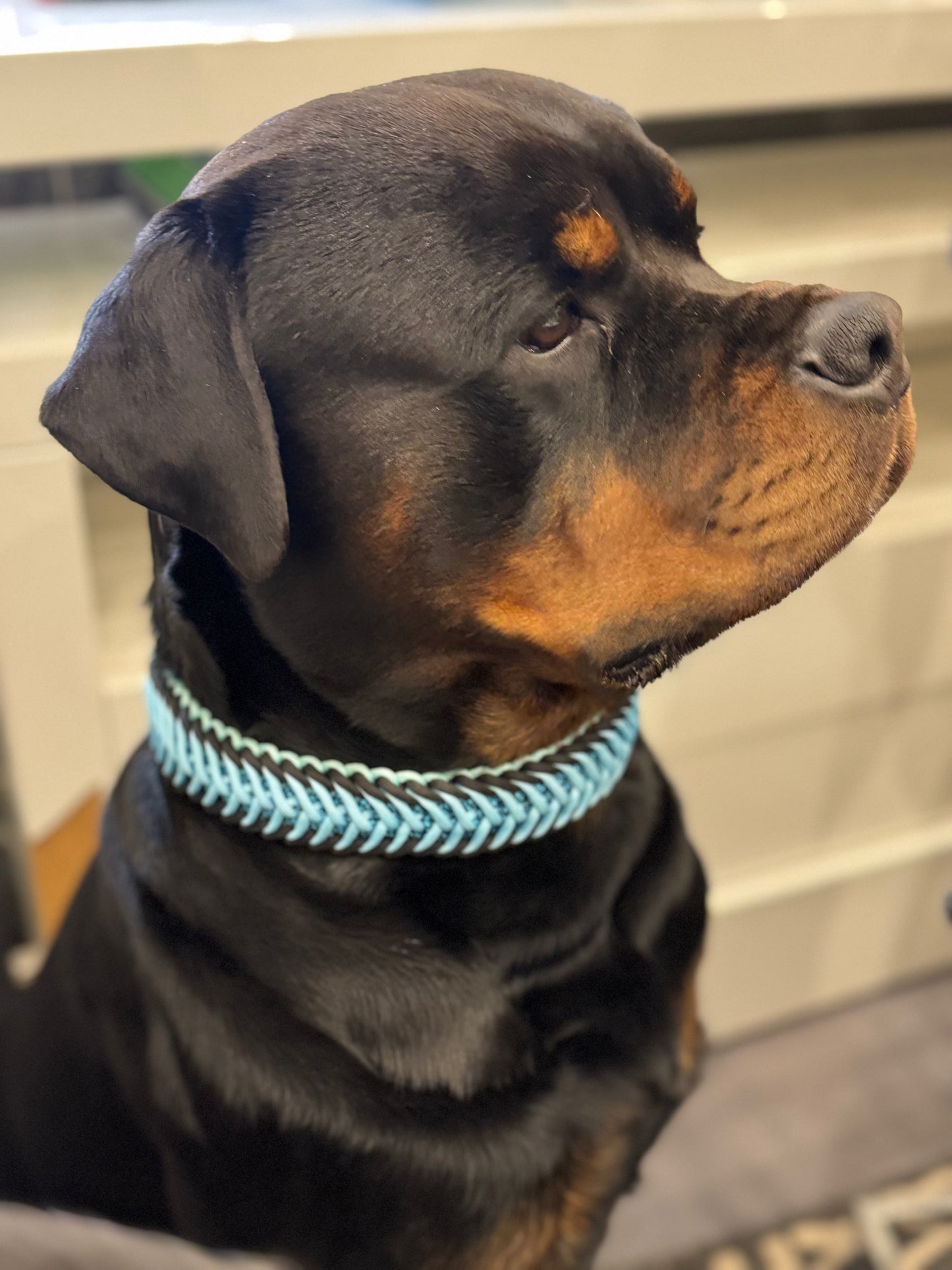 Halsband FLOW individuell erstellen
